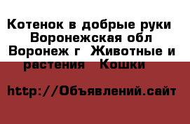 Котенок в добрые руки! - Воронежская обл., Воронеж г. Животные и растения » Кошки   